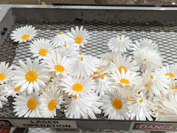 DangerDaisies